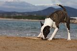 AMSTAFF ADULT 271